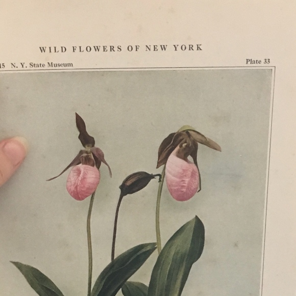 Orchid Antique Botanical Plant Print Original - Picture 6 of 8